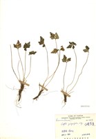 藏品(五葉黃連(臺灣黃連))的圖片